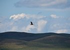 Casarca (Ruddy shelduck) (Tadorna ferruginea) - Ogii Nuur 14-08-2016 (1)